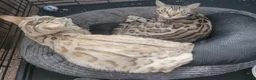 Bengal cats for sale: Pedigree Snow Glittery Bengals  - Advert 4