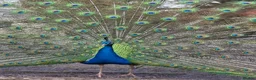 Peafowl poultry for sale: Peacocks and Peahens in Abergavenny - Advert 3
