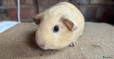 Guinea Pig rodents - Advert 12