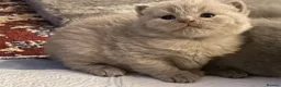 British Shorthair cats for sale: Blue and lilac GCCF kittens !  - Advert 6