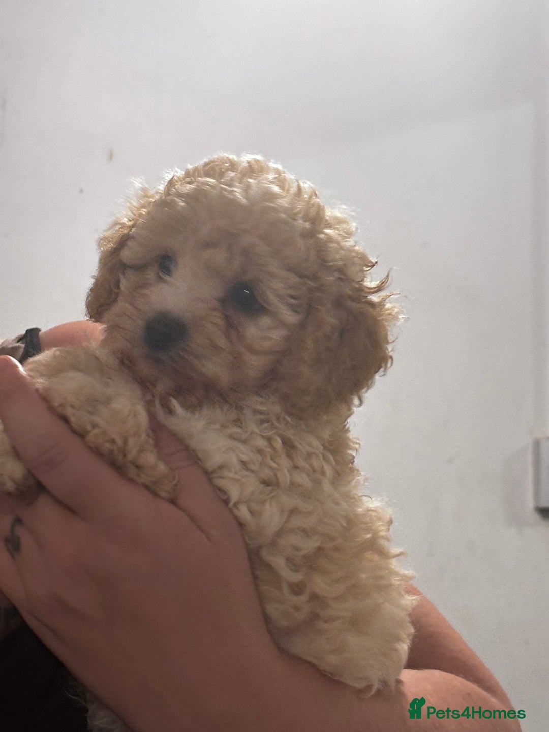 Cavapoo dogs for sale: Caverpoo babies  - Image 13