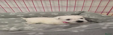 Puppy 3