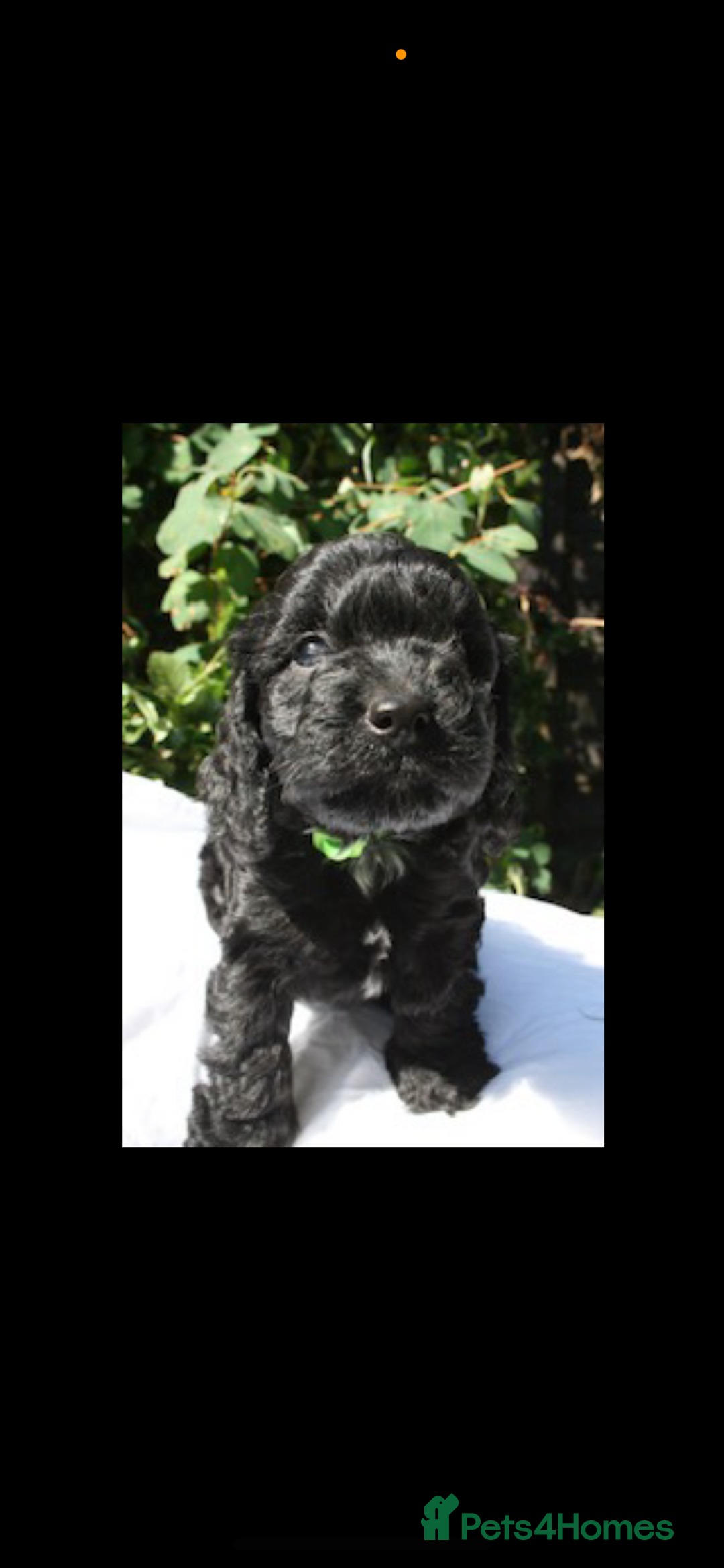Cockapoo dogs for sale: Cockapoo puppies F1B - Image 3