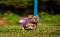 French Bulldog dogs for sale: Quality Visual Fluffy French Bulldog Pups!  - Image 6