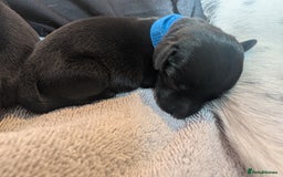 Mixed Breed dogs for sale: Doxie-Dales  - Image 24