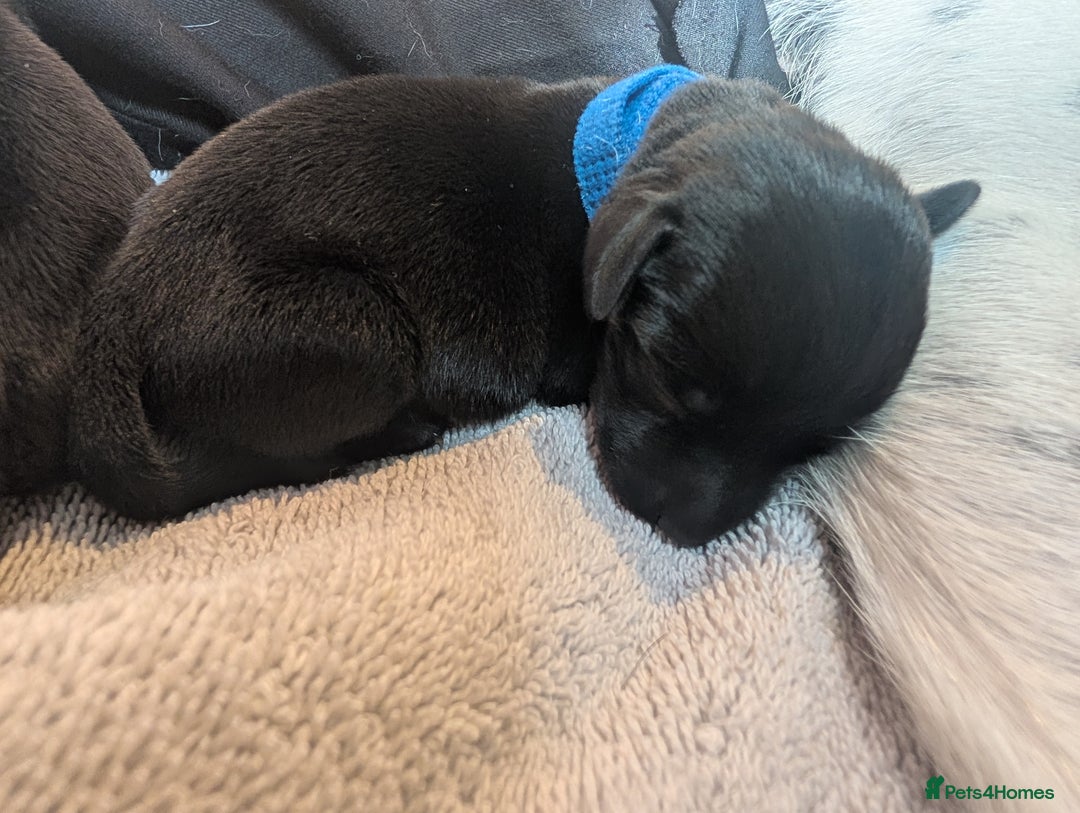 Mixed Breed dogs for sale: Doxie-Dales  - Image 24