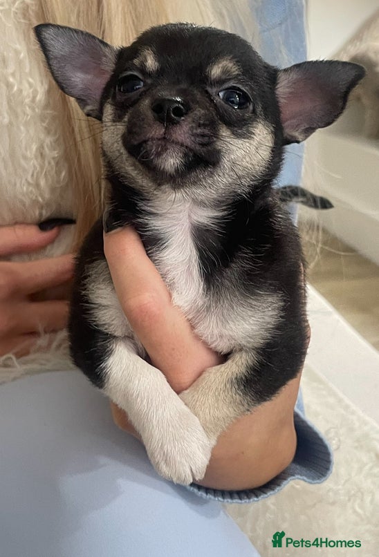 Chihuahua dogs chihuahua pup - Advert 16