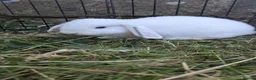 Mini Lop rabbits for sale: Little mini lop buck ready to leave  - Advert 3