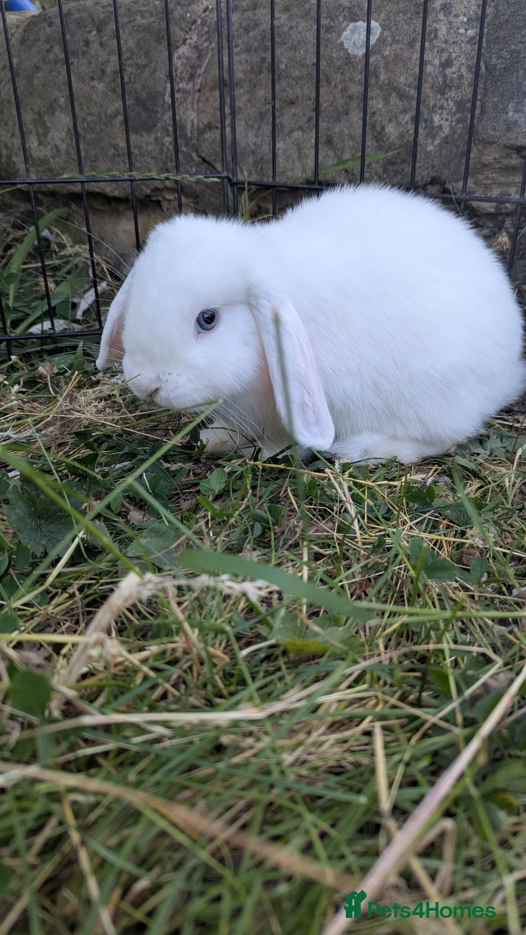 Mini Lop rabbits for sale: Little mini lop buck ready to leave  - Advert 3