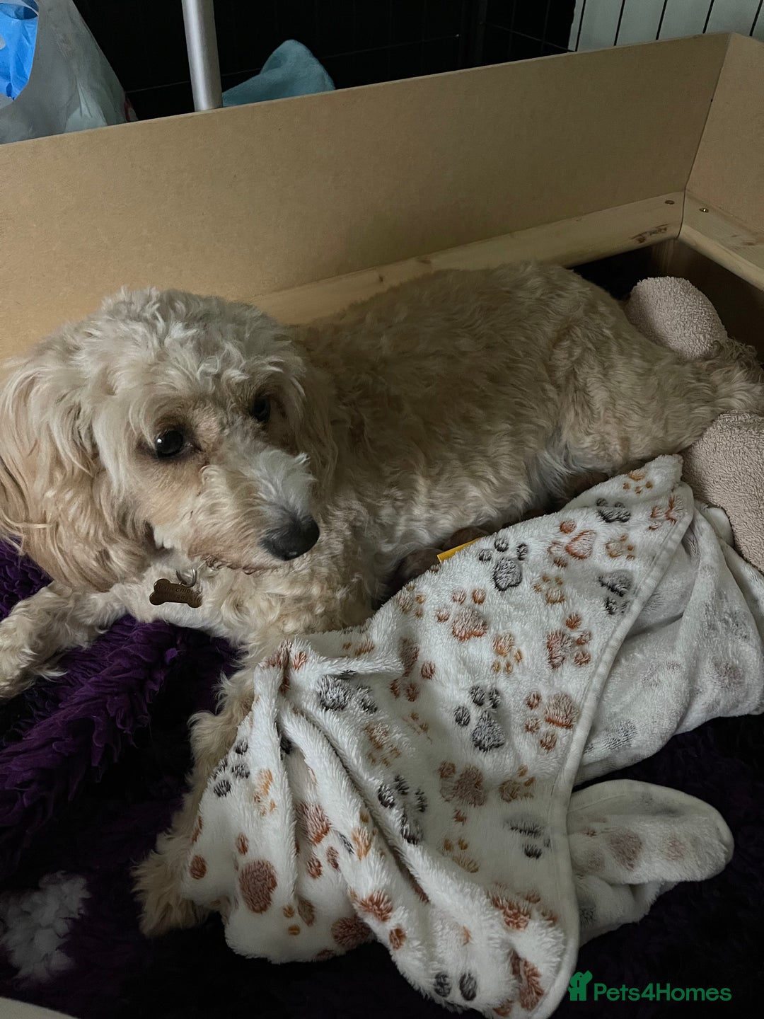 Cockapoo dogs for sale: Cockapoo puppies - Advert 10