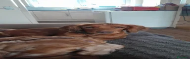 Apollo 