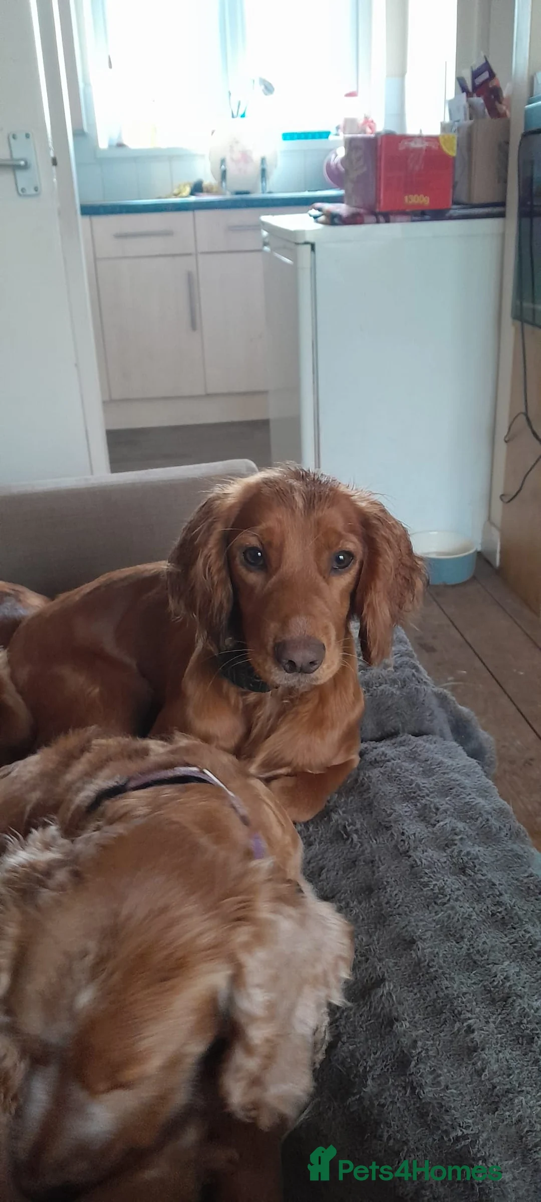 Cocker Spaniel dogs for sale: Male cocker spaniel dog for a new home  - Advert 2
