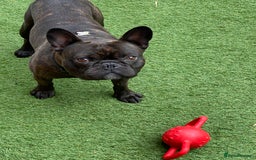 French Bulldog dogs for sale: Rehoming - 8 year old French Bulldog - Image 14