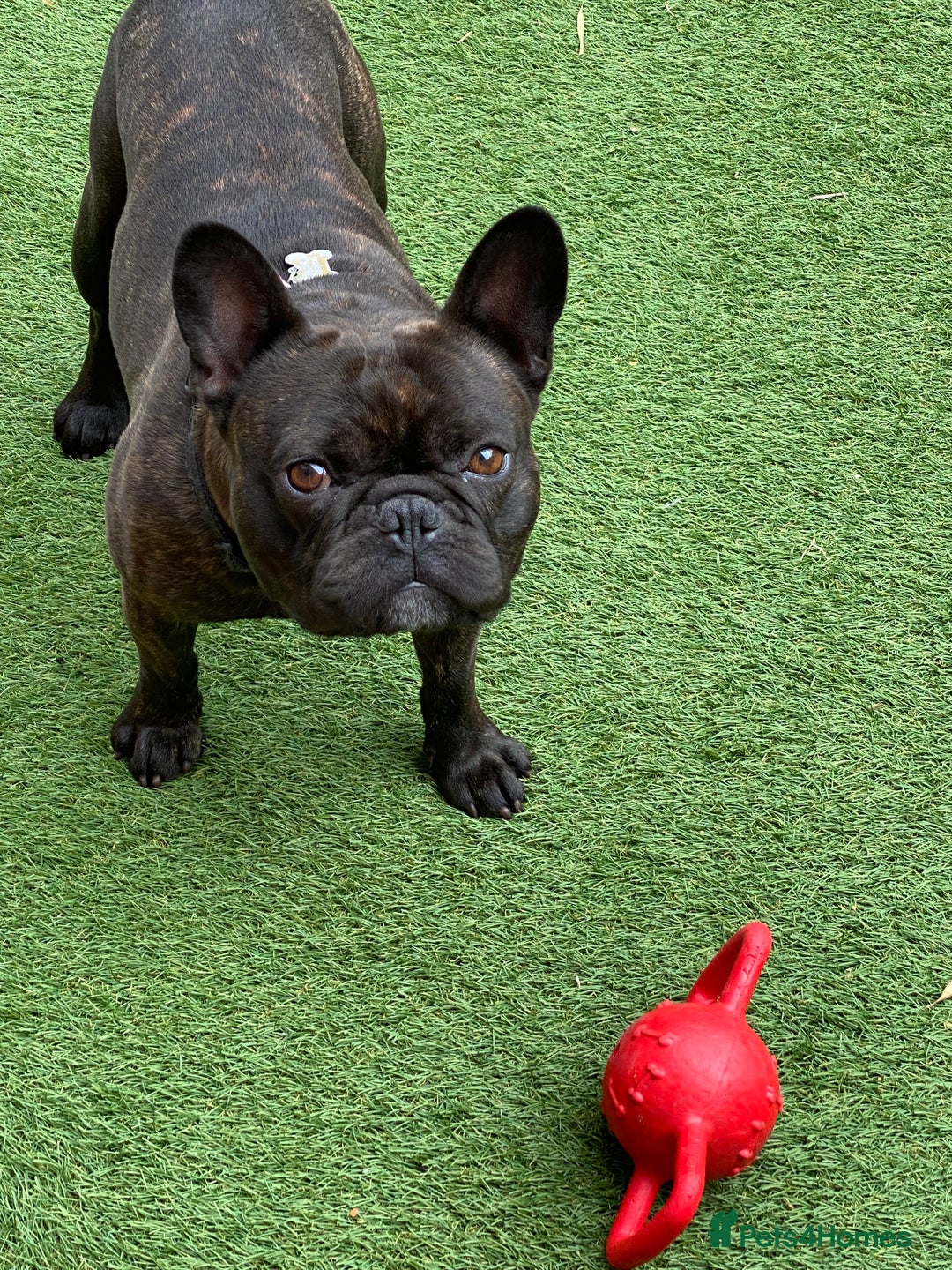 French Bulldog dogs for sale: Rehoming - 8 year old French Bulldog - Image 14