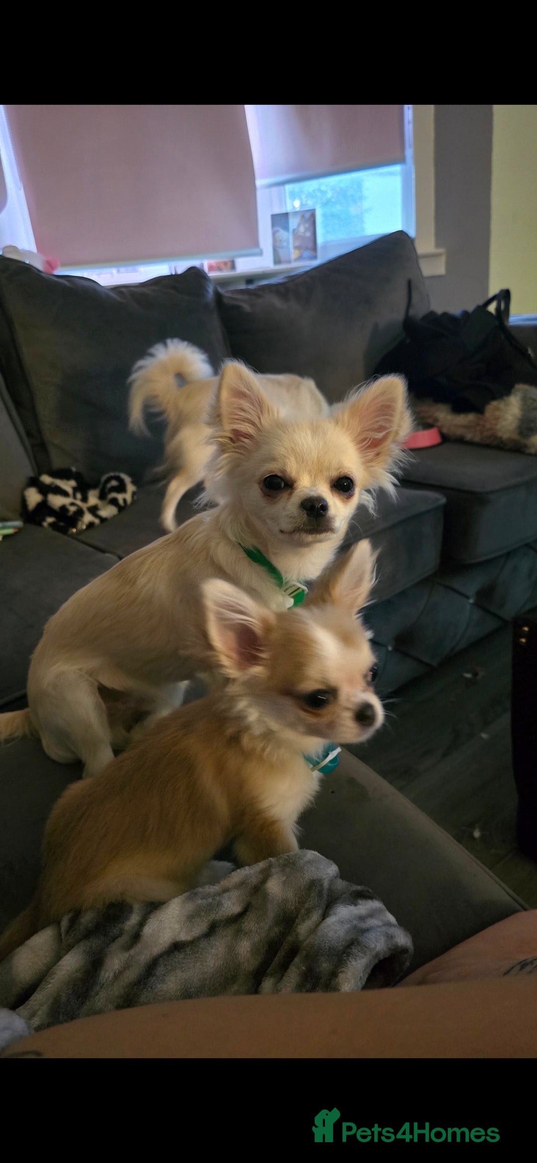 Chihuahua dogs for sale: Rocky ❤️ - Advert 3