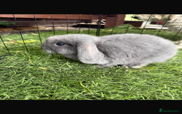 Mini Lop rabbits for sale: Beautiful mini lop bunnies - Image 2