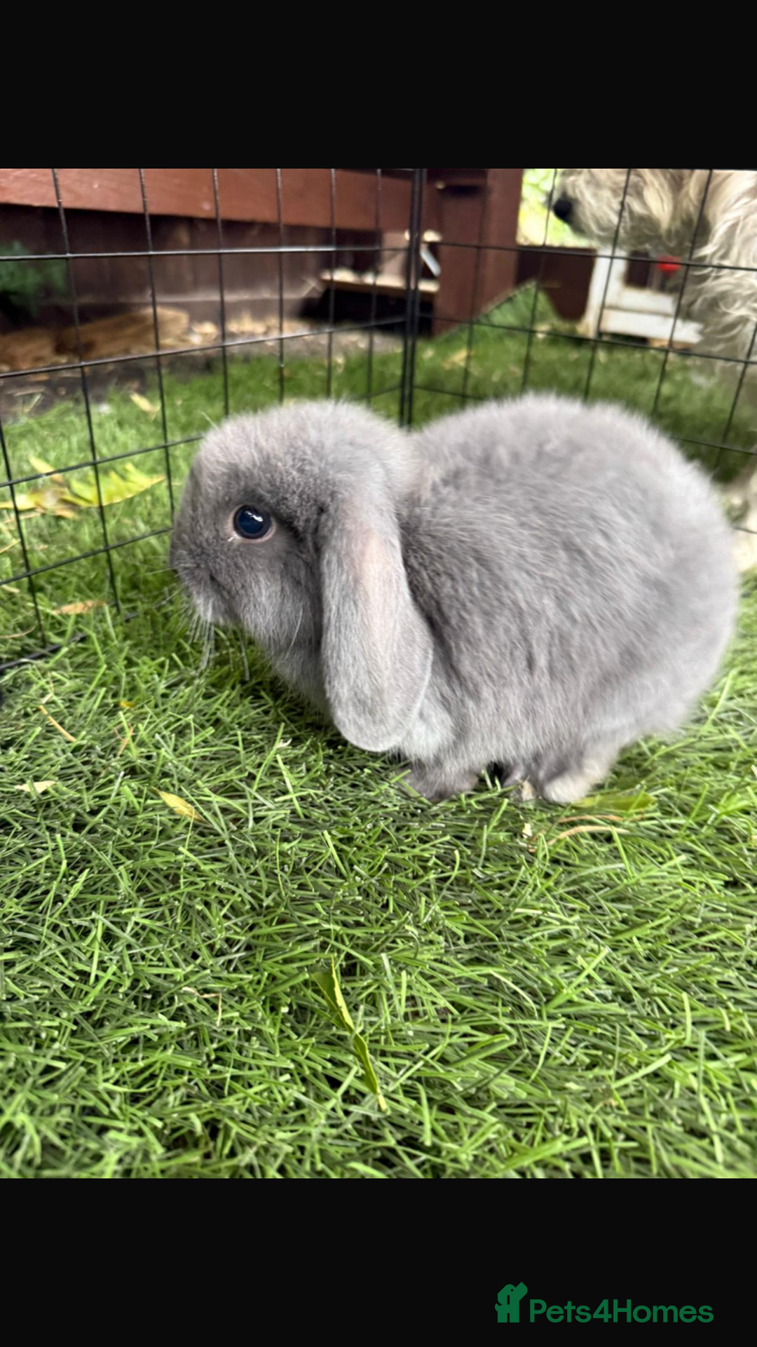 Mini Lop rabbits for sale: Beautiful mini lop bunnies - Image 2