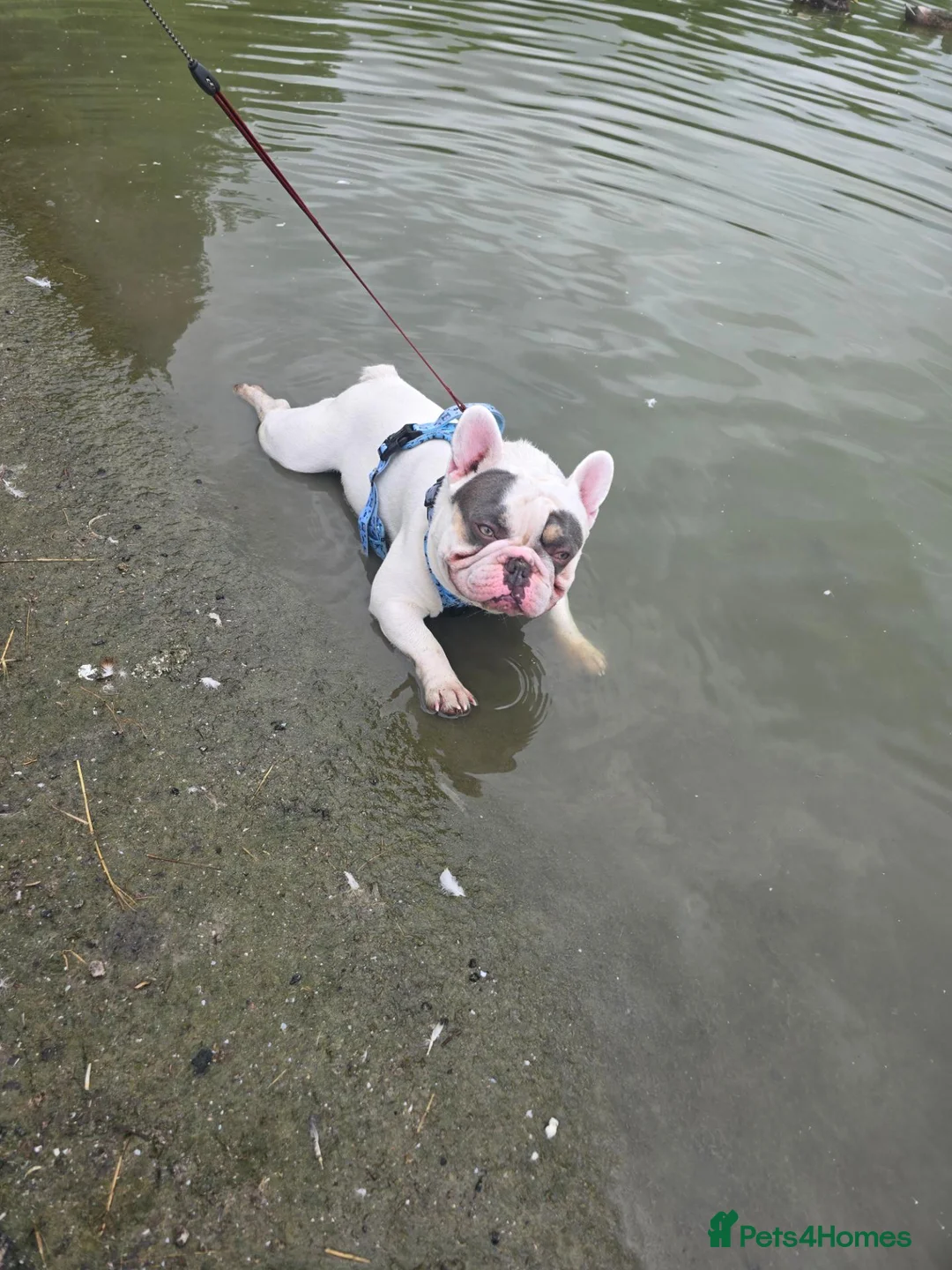 French Bulldog dogs for sale: Sad sale  - Advert 2