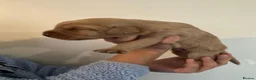 Labrador Retriever dogs for sale: 2 Red Fox Boys, Yellow Boy & Pale Yellow Girl - Advert 14