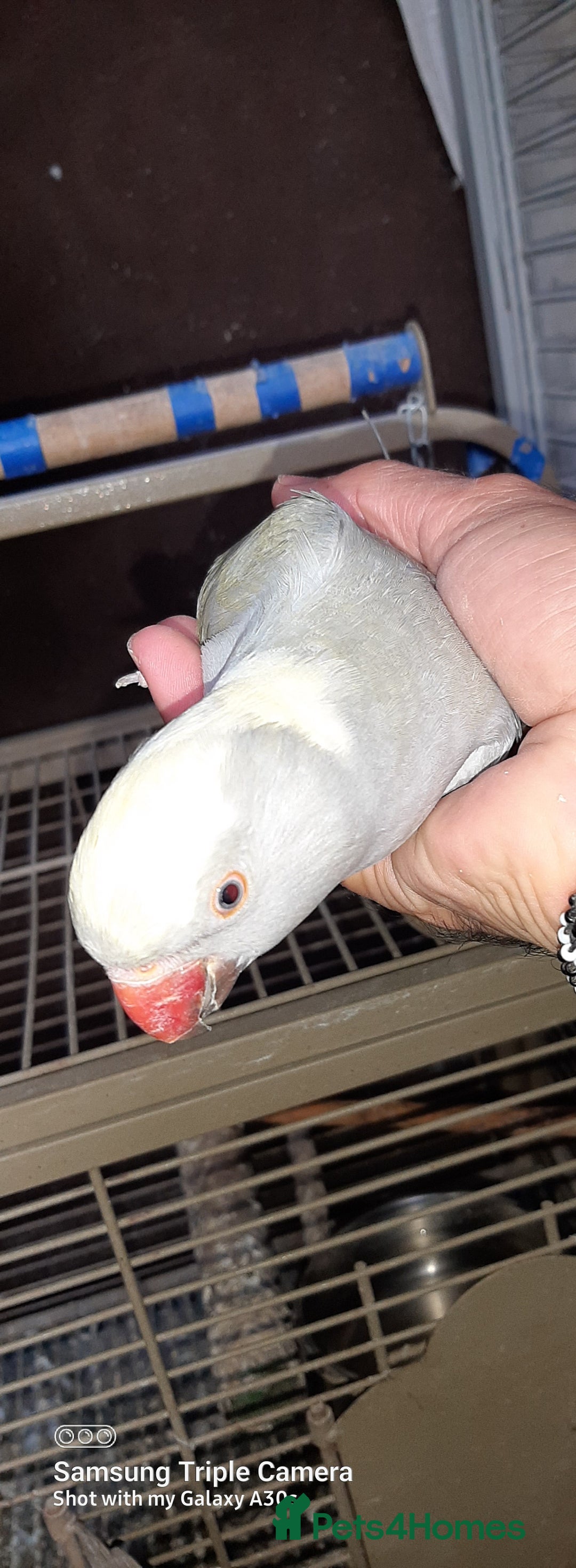 Cockatoo birds for sale: Reingnack paide revealed baby  family birds  - Advert 3