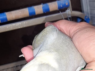 Cockatoo birds - Advert 2