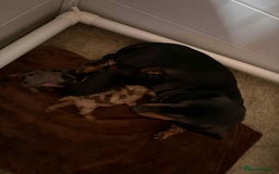 Dachshund dogs for sale: Standard Dachshund Puppies  - Image 4