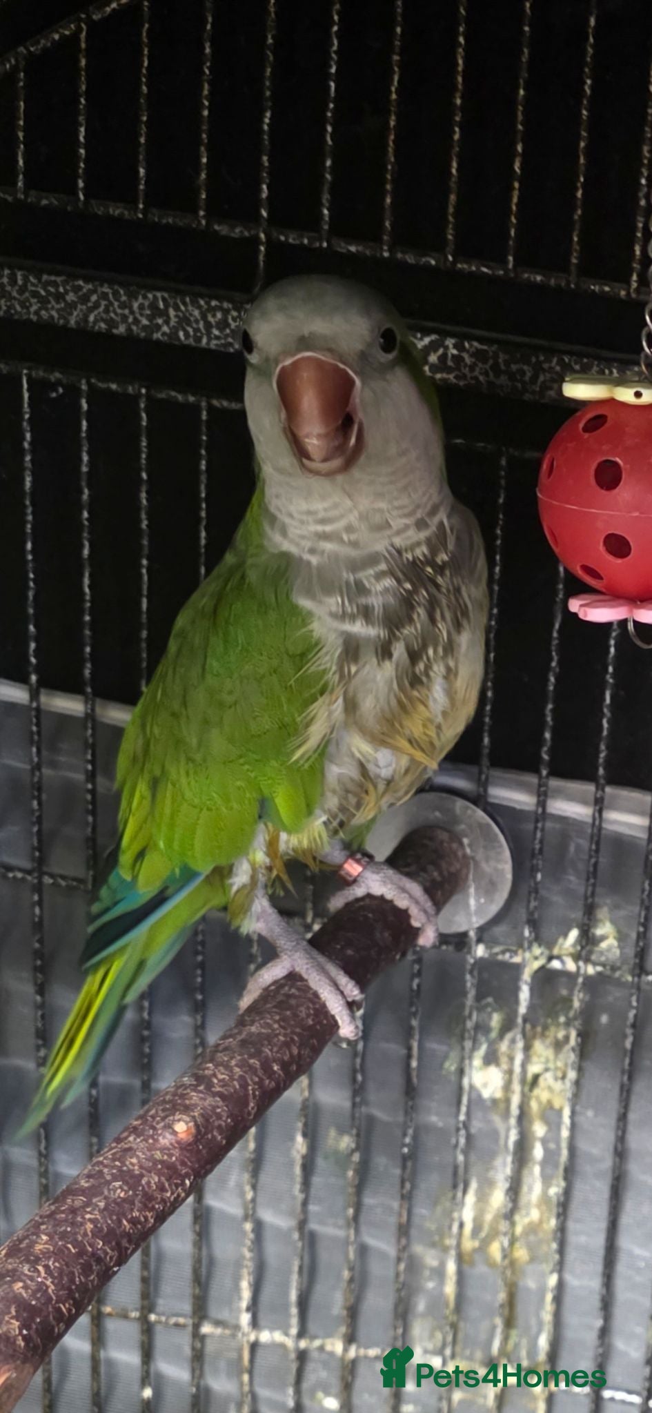 Parrots birds Breeding Paired Quaker parrots  - Advert 1