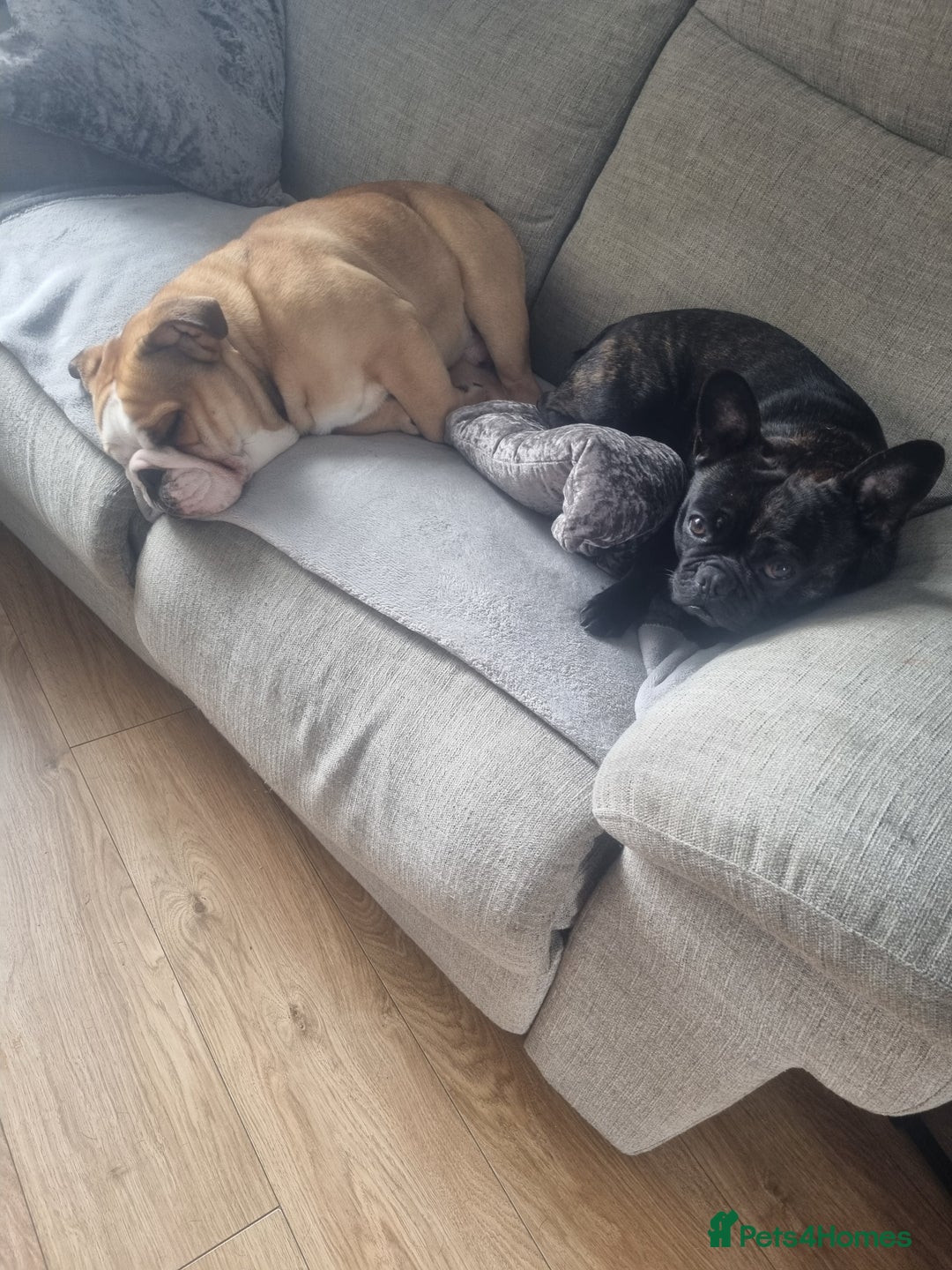 English Bulldog dogs for sale: 2 year old English Bulldog for sale.  - Image 7