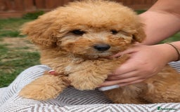 Labradoodle dogs for sale: READY NOW-HEALTH TESTED F1B Miniature Labradoodle - Image 5
