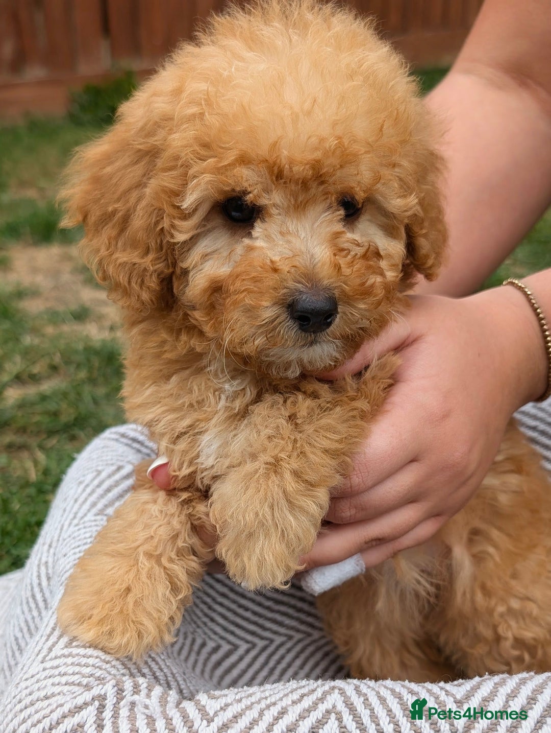 Labradoodle dogs for sale: READY NOW-HEALTH TESTED F1B Miniature Labradoodle - Image 5