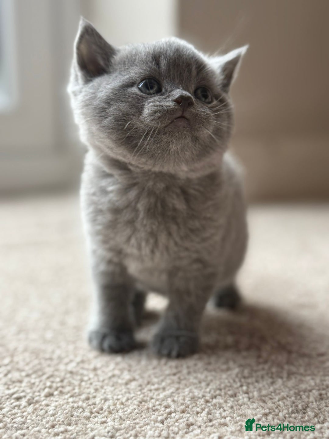 Scottish Fold cats for sale: 3 beautiful female scottish fold & straights 😍🎀 - Advert 12