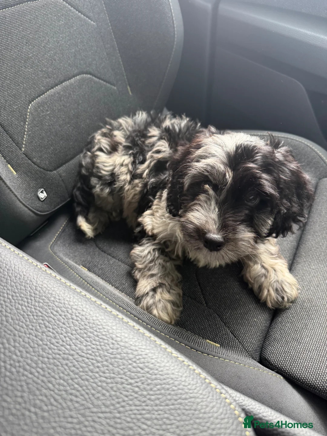 Cockapoo dogs for sale: Cockerpoo - multi coloured boy  - Advert 1