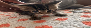 Tabby 1