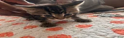 Mixed Breed cats for sale: Kittens  - Advert 18