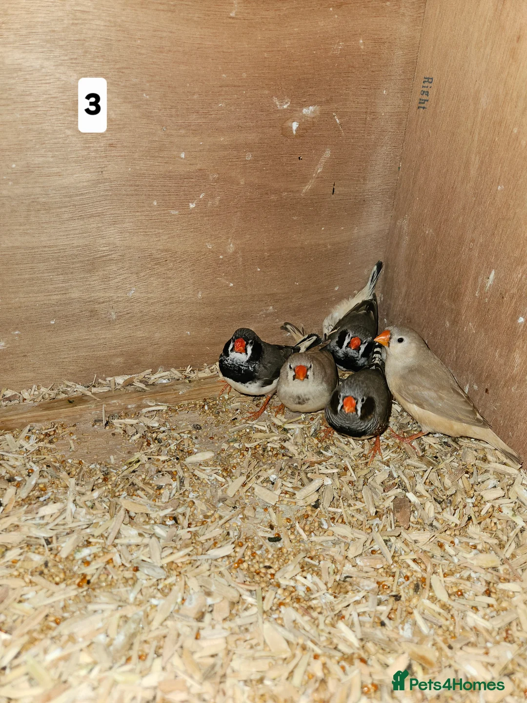 Finches birds for sale: Zebra finch   - Advert 2