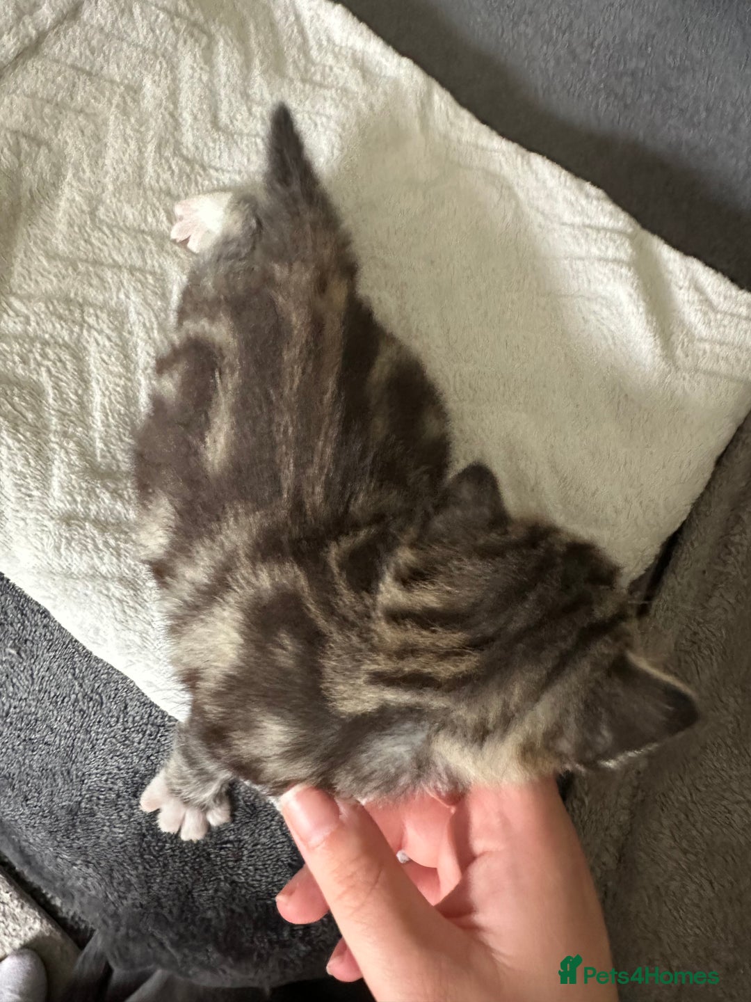Mixed Breed cats for sale: Beautiful kittens  - Image 25