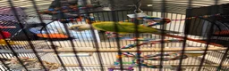 Conures birds for sale: pineapple green cheek conure - Advert 2