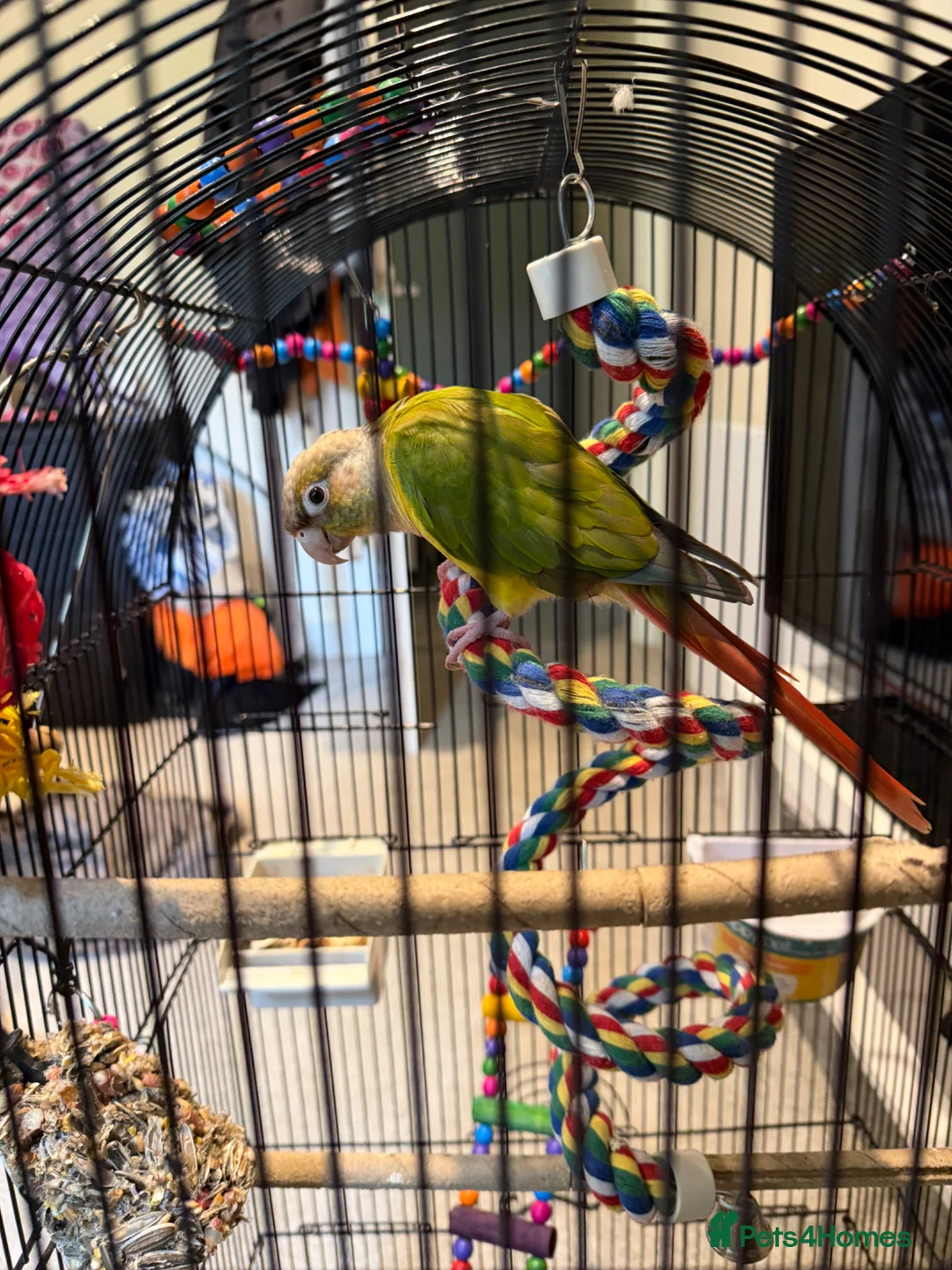 Conures birds for sale: pineapple green cheek conure - Advert 2