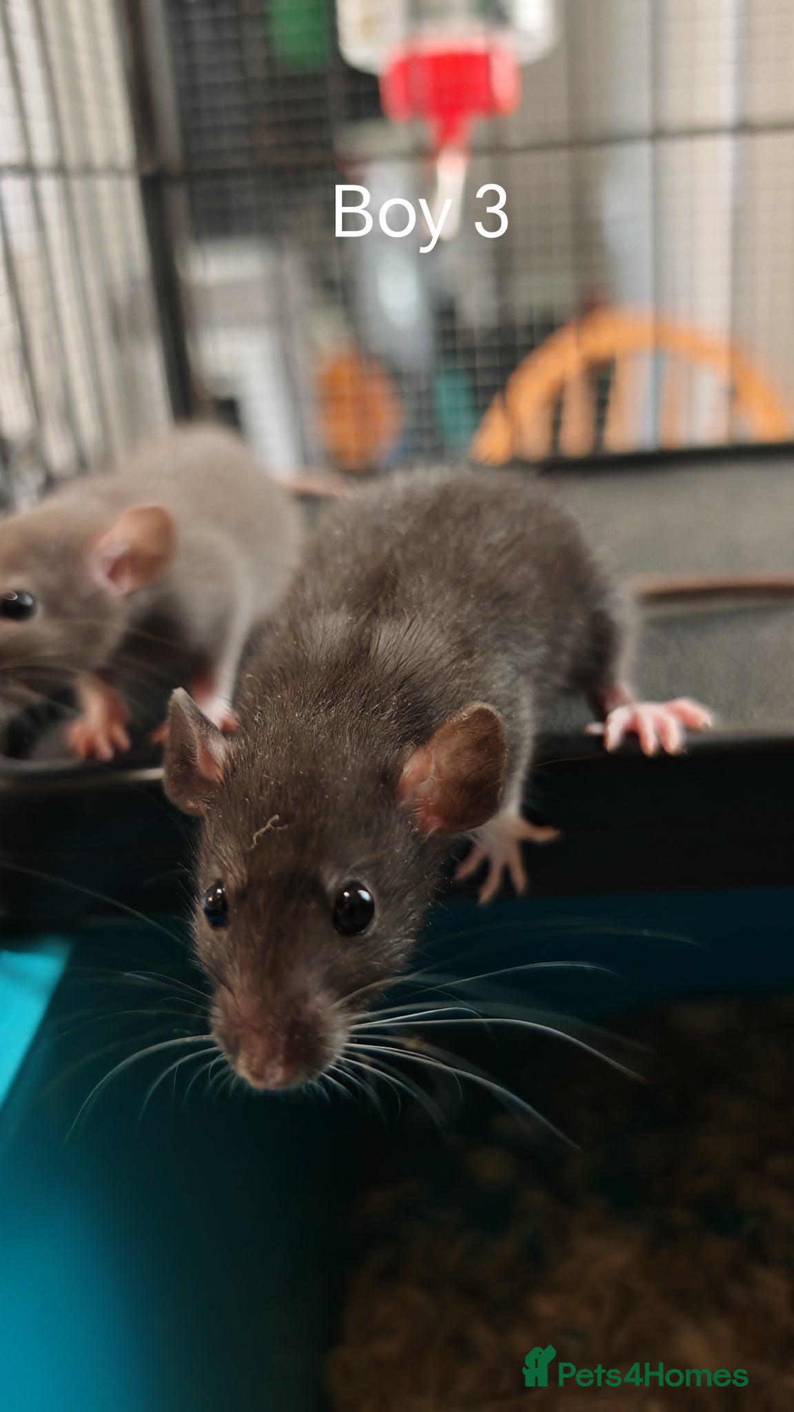 Rat rodents Gorgeous fancy dumbo rats - Advert 14