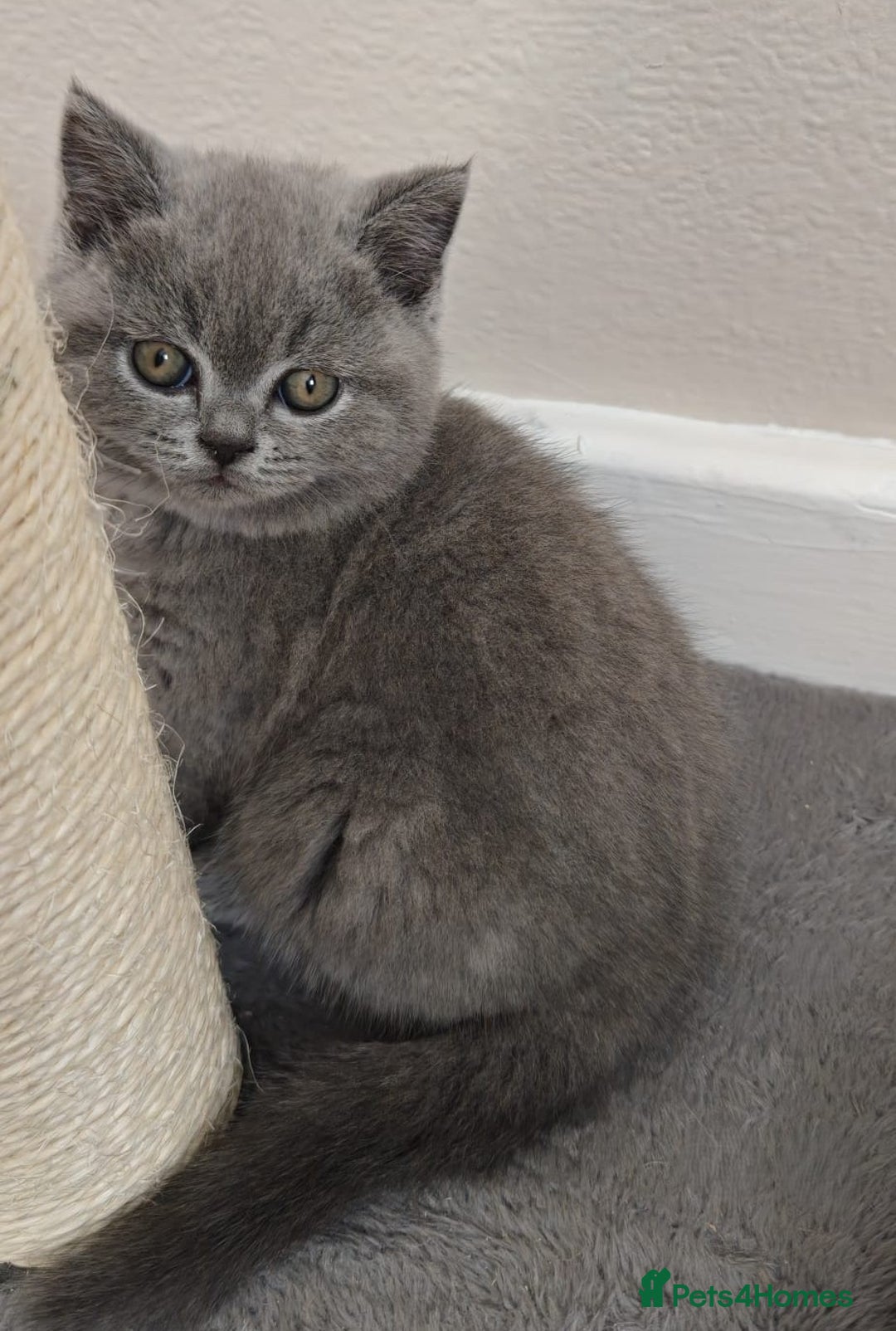 British Shorthair cats for sale: GCCF Reg pedigree Blue and Black Kittens  - Advert 4