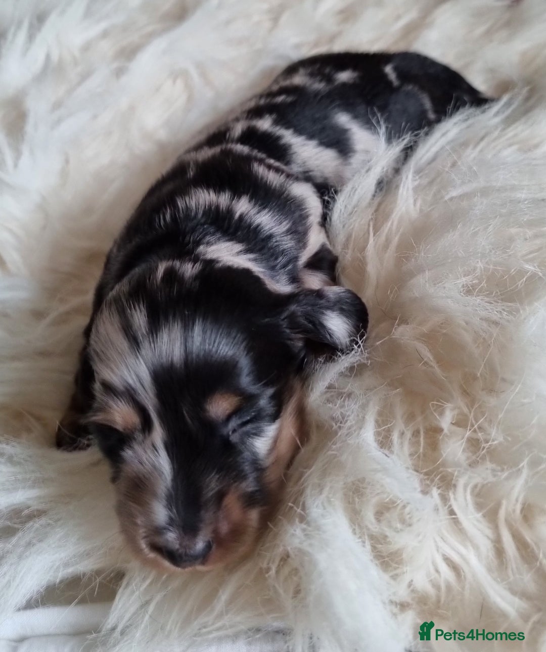 Miniature Dachshund dogs for sale: KC Reg. PRA Clear Long Haired Mini Dachshunds  - Advert 11