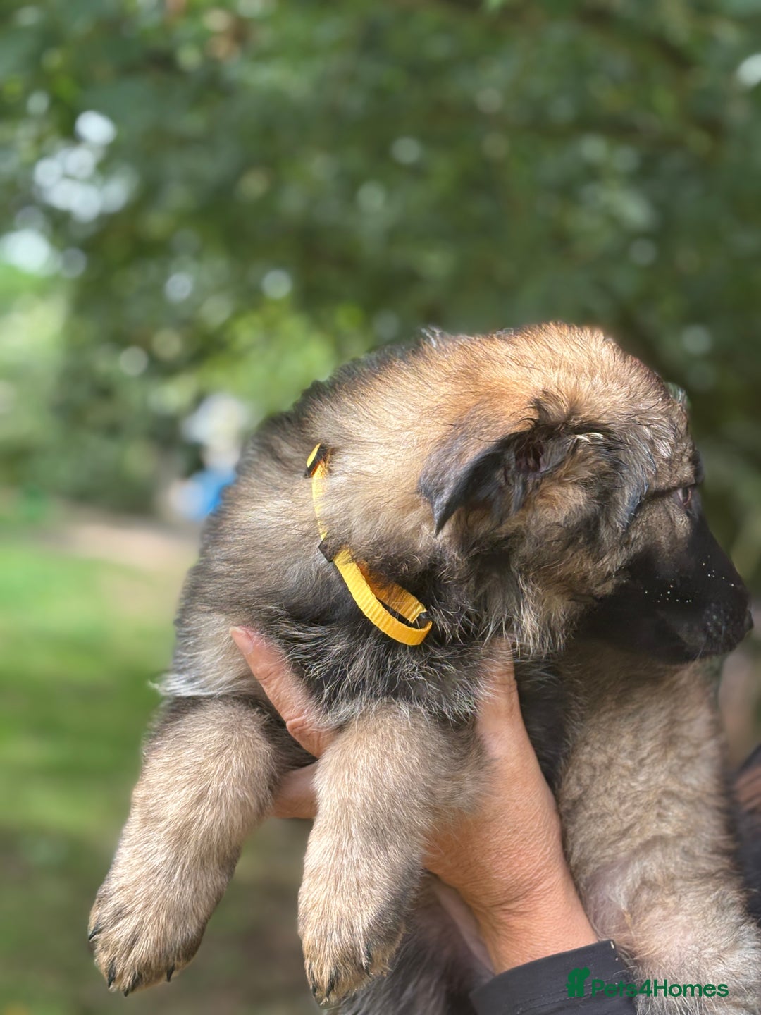 German Shepherd dogs for sale: German shepherd puppies ready to leave now - Image 25