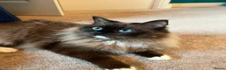 Ragdoll cats for sale: Retired Ragdoll - Hazel  - Advert 1