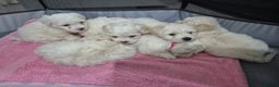Maltese dogs for sale: K1 Beautiful Maltese puppies  - Advert 25