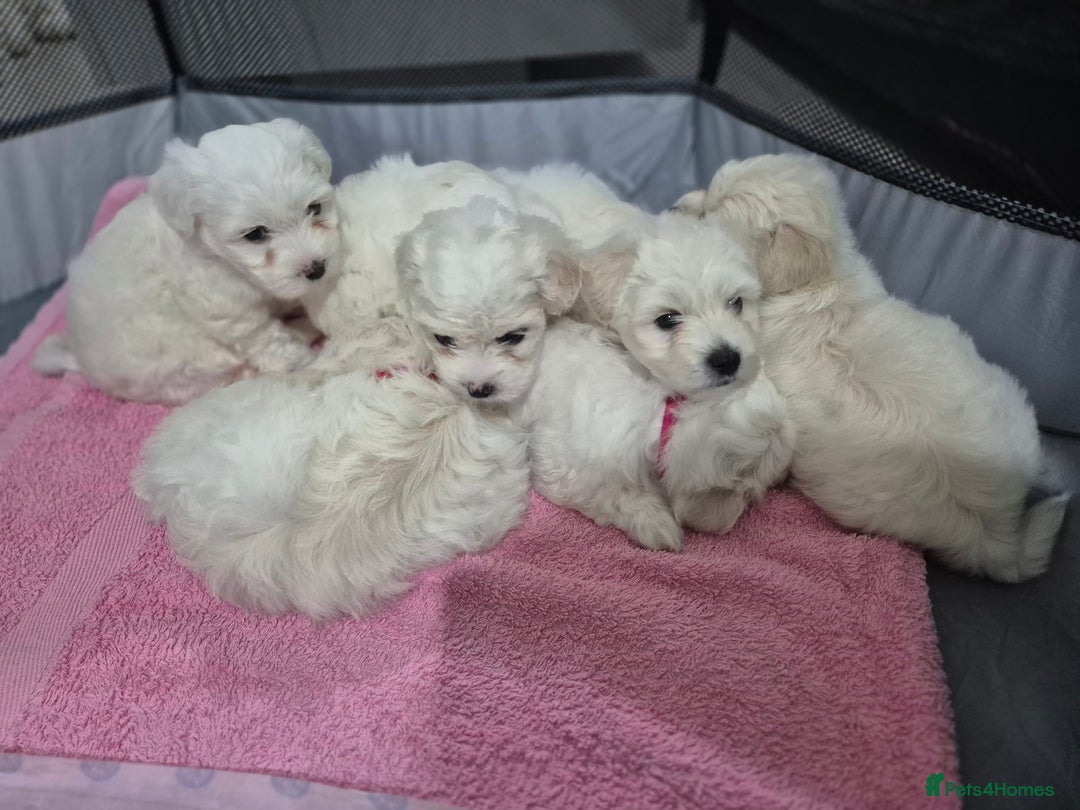 Maltese dogs for sale: K1 Beautiful Maltese puppies  - Advert 25