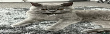 British Shorthair 1