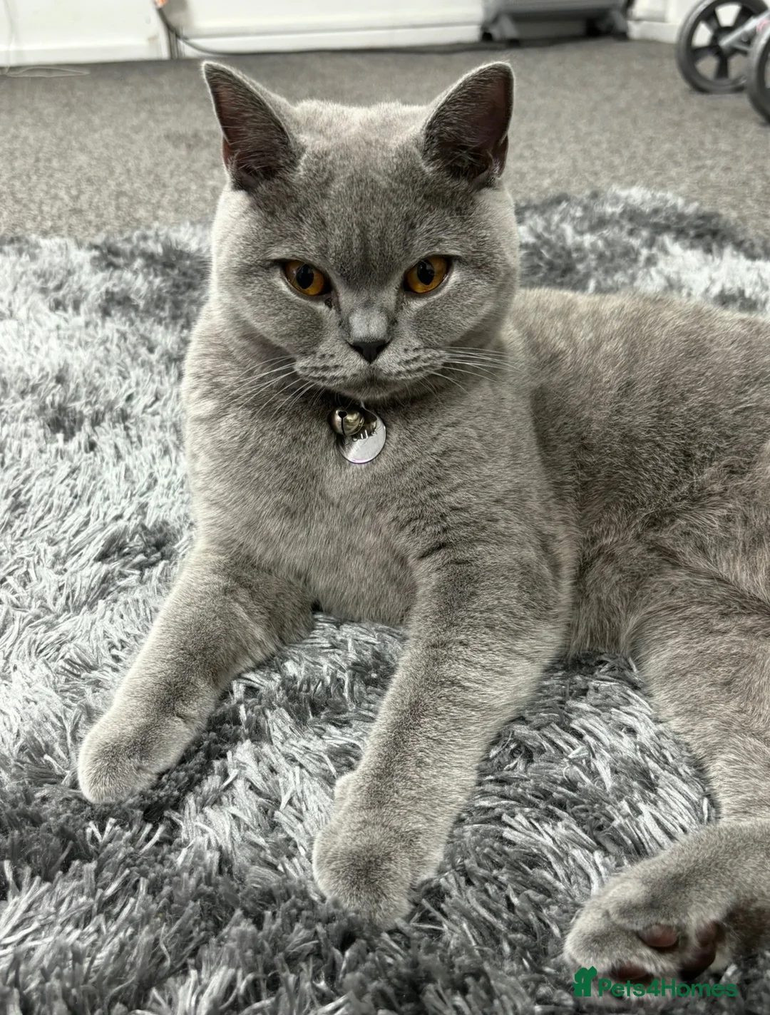 British Shorthair cats for sale: 5 generation GCCF BSH breeding pair⭐️⭐️ - Advert 8