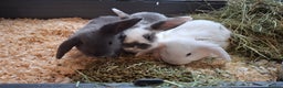 Mini Lop rabbits for sale: FREE STARTER PACK! Stunning baby mini lops - Advert 4