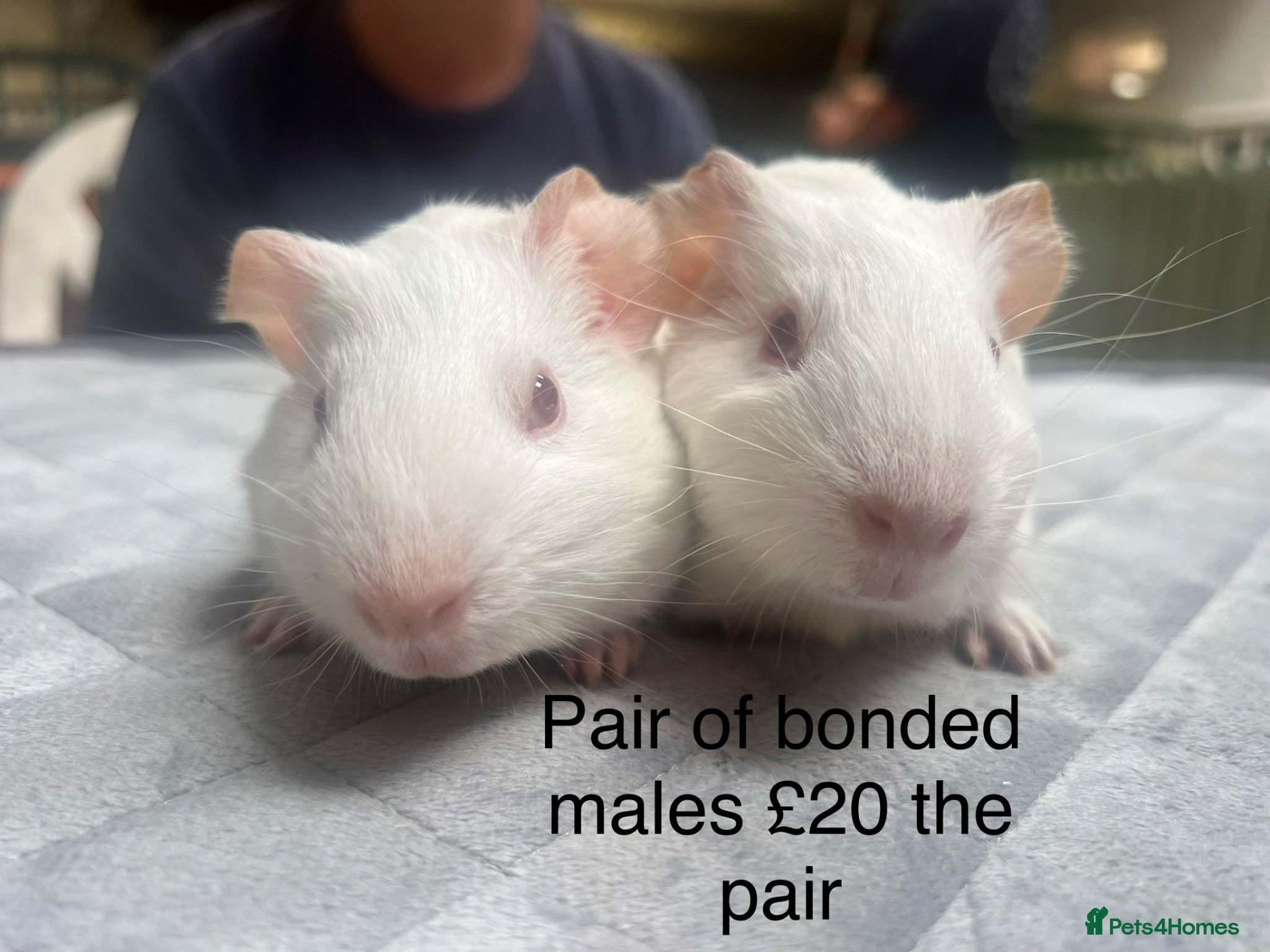 Guinea Pig rodents Lovely baby guinea pigs for sale  - Advert 2