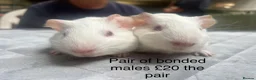Guinea Pig rodents for sale: Lovely baby guinea pigs for sale  - Advert 3